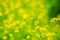 Canola Flower-BrassicaÃ£â¬â¬sp.